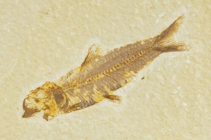 Detailed Fossil Fish (Knightia) - Wyoming #345382
